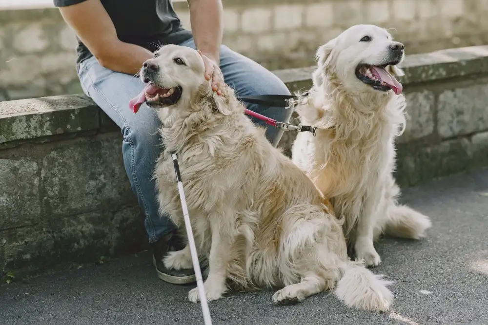 grants for service dogs dogs taking a walk
