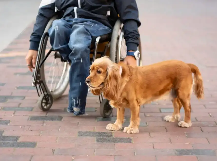 grants for service dogs with a wheel chair
