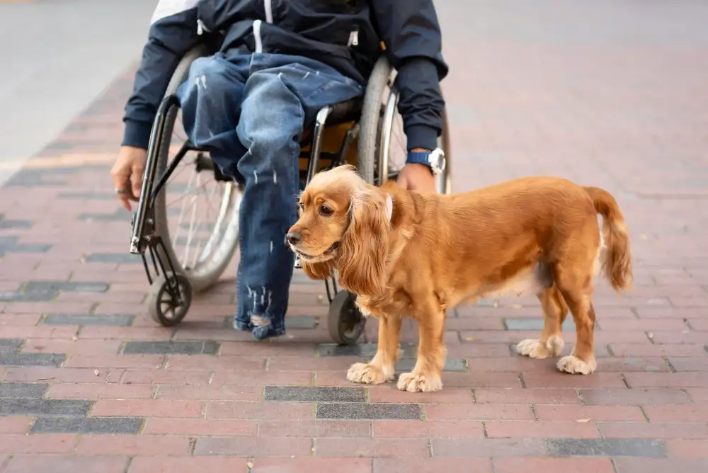 grants for service dogs with a wheel chair